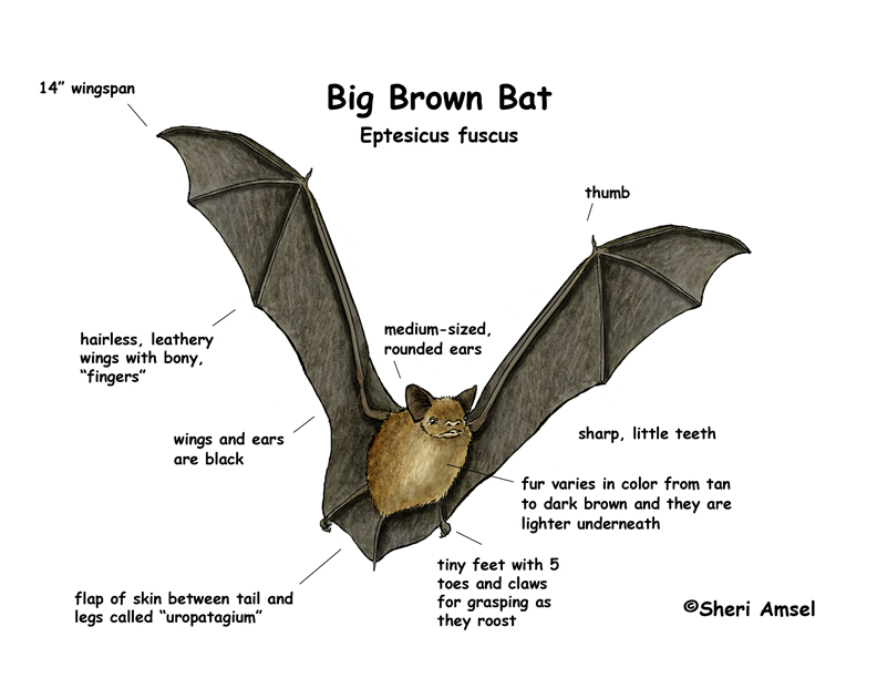Bat  Big Brown