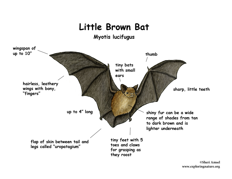 Bat  Little Brown
