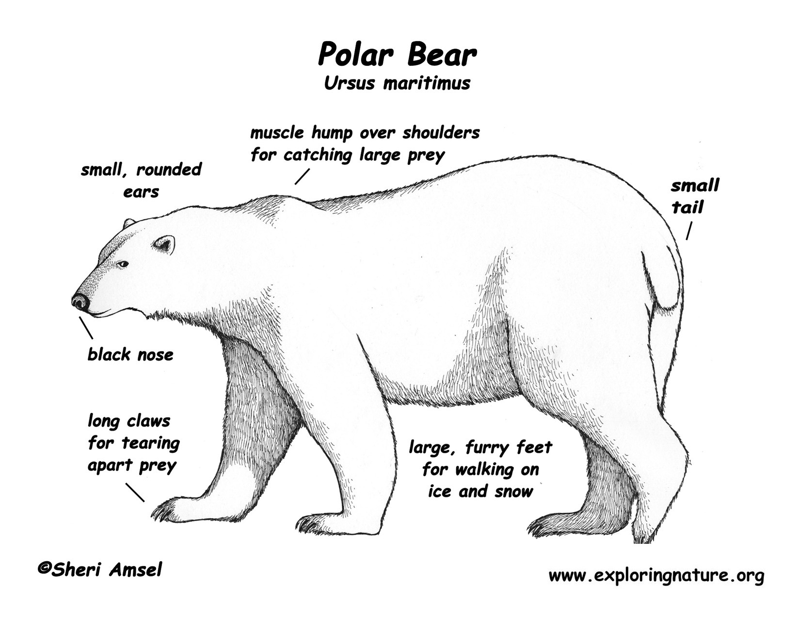 Polar Bear