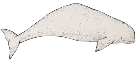Beluga Whale Diagram