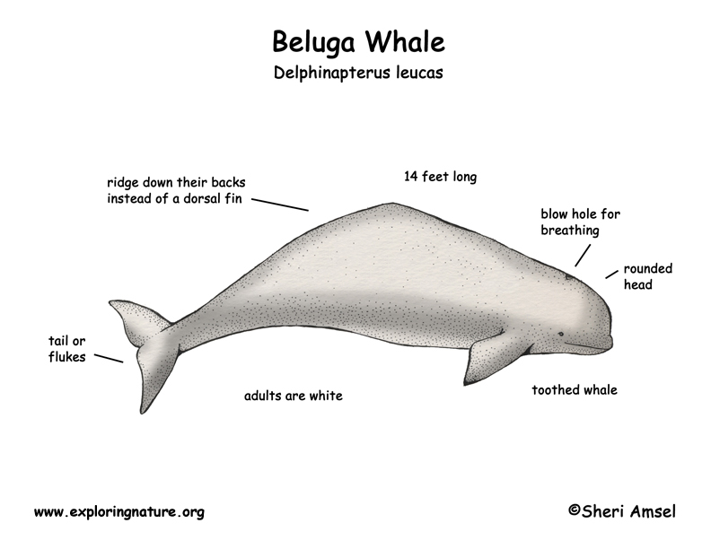 beluga whale calf. They only have one calf every