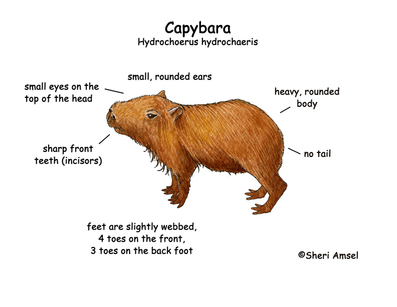 capybara pictures