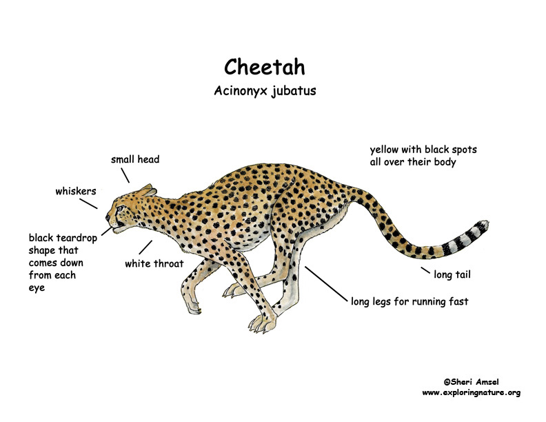 Cheetah