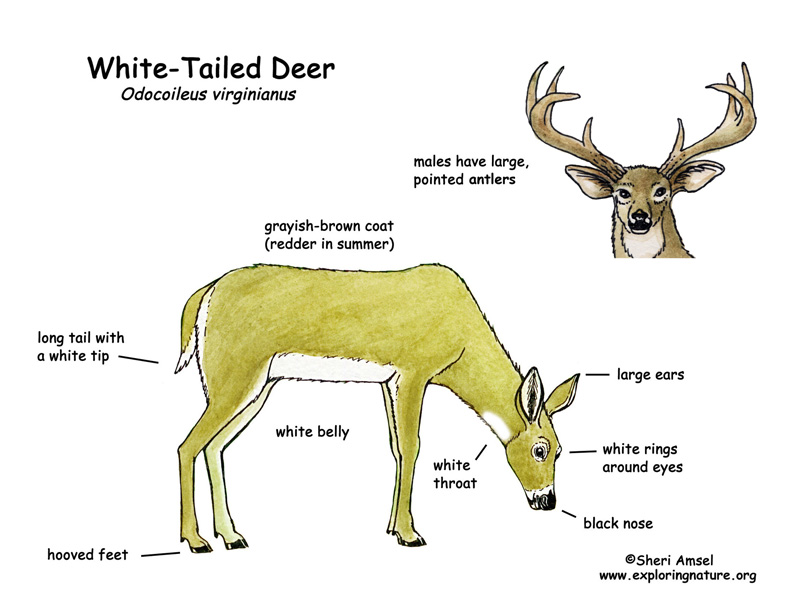 Deer (White-Tailed)