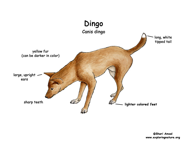 DINGO -- Exploring Nature Educational Resource