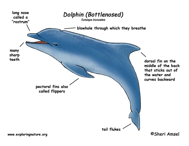 Bottlenose Dolphin Scientific Classification Chart