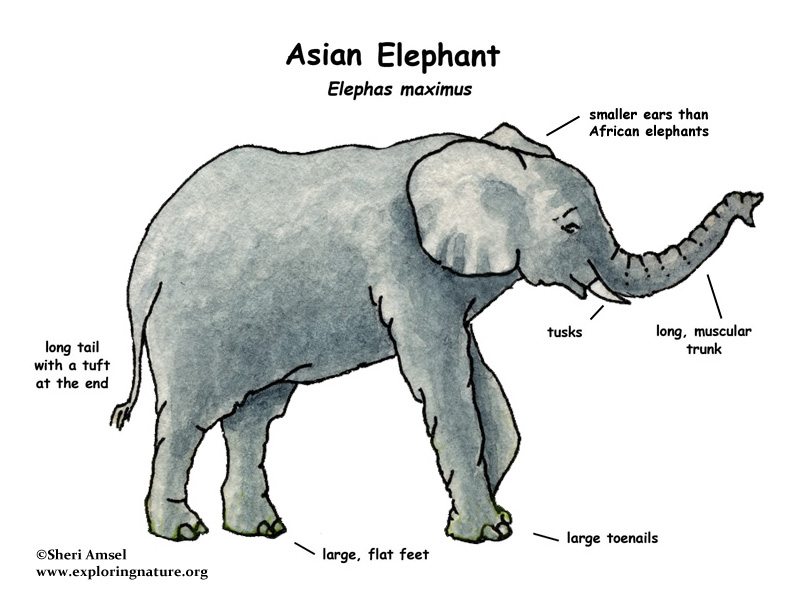 elephant ear diagram