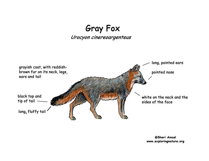 Fox (Gray)