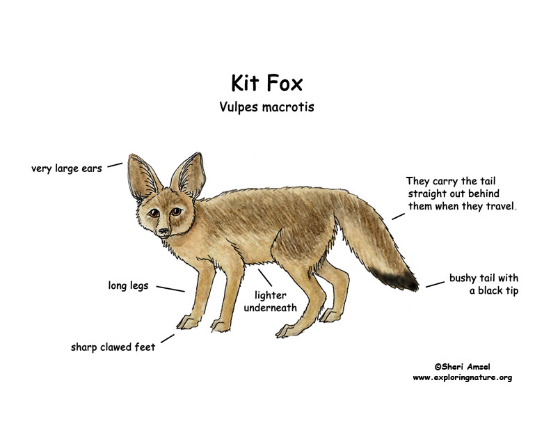 Fox Body Parts >> Copy Of Animal Body Parts Lessons Tes Teach Fox Body Parts >> Copy Of Animal Body Parts Lessons Tes Teach