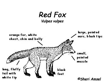 red fox diagram