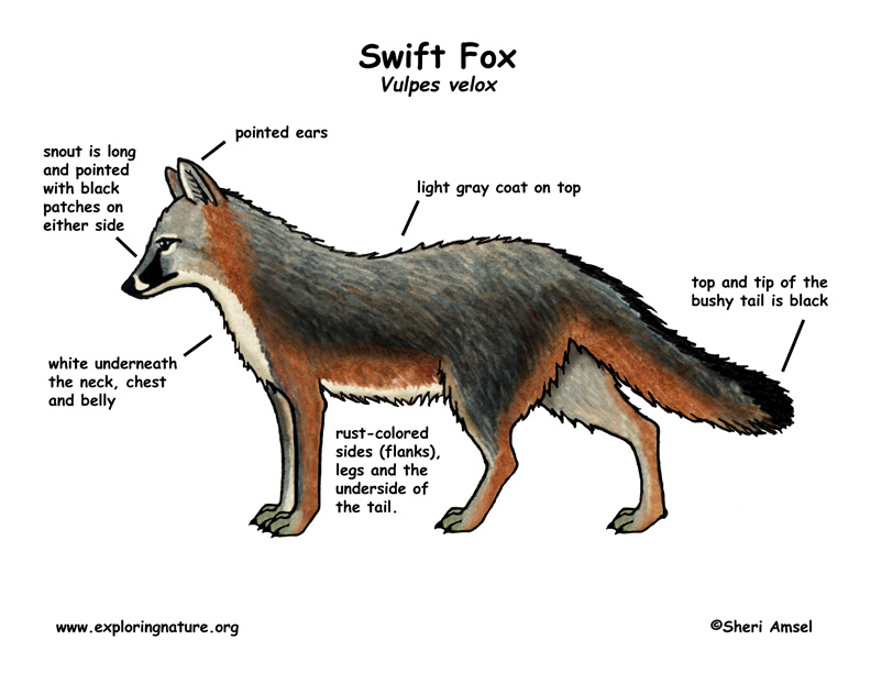 swift fox Album Zine Pinterest Swift and Foxes