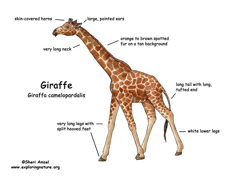 Giraffe