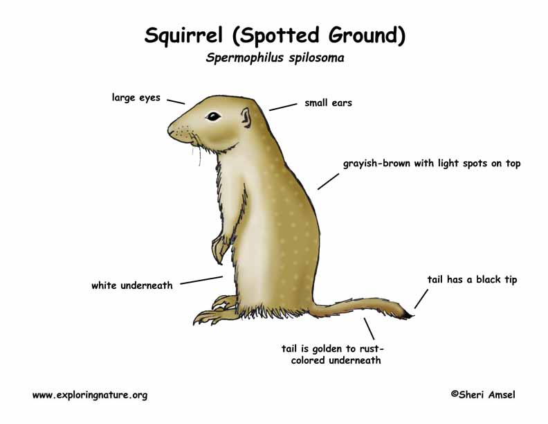 Ground Squirrel (Spotted)