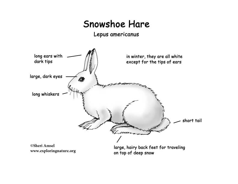 Hare (Snowshoe)