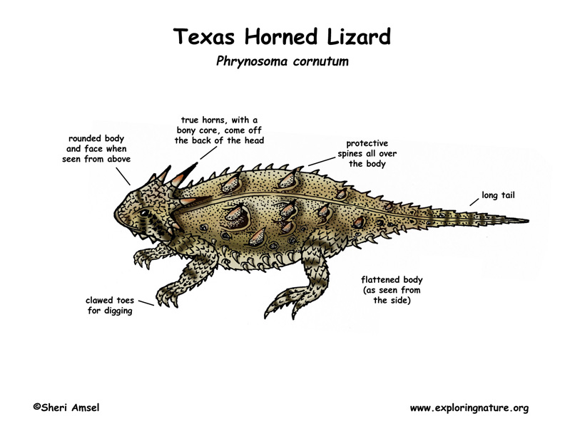 Lizard (Texas Horned ) - Also called Horned Toad