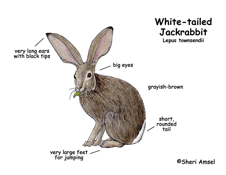Jackrabbit (White-tailed)