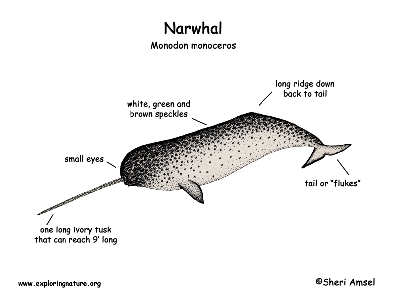 Narwhal