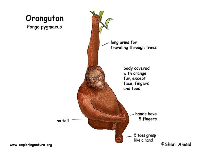 Orangutan