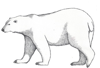 Polar Bear Coloring Sheets on Range Polar Bears Are Found Across Northern Canada Alaska Greenland
