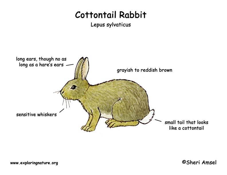 Cottontail Rabbit Life Cycle