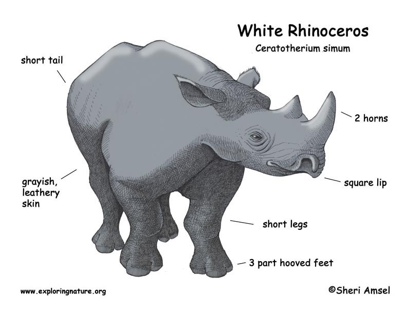 Rhinoceros (White)