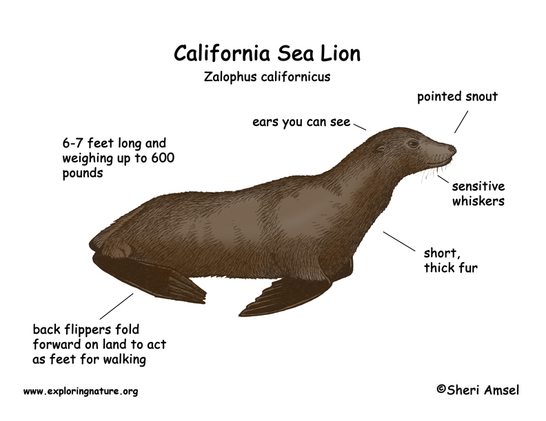 california sea lion coloring pages - photo #44