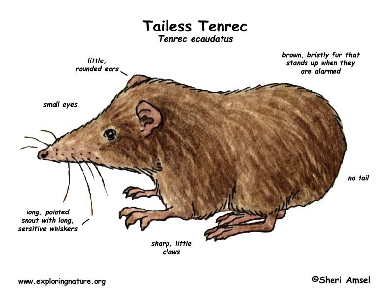 Tailless Tenrec