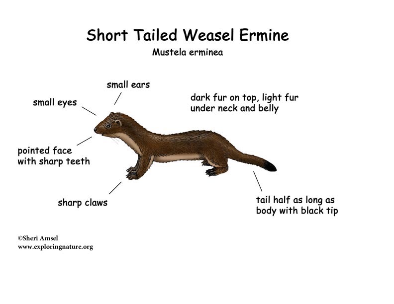 Weasel (Short Tailed) or (Ermine)
