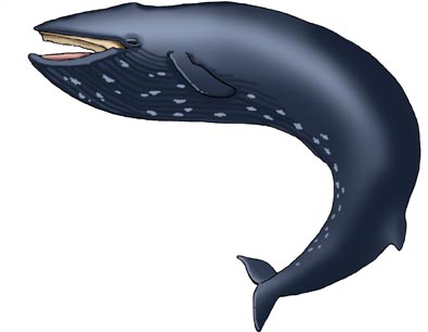 Whale (Blue)
