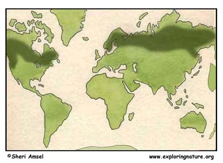 Biomes  World  on Northern Boreal Forest  Taiga     Exploring Nature Educational