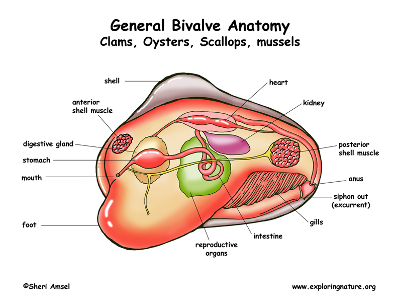 bivalve gills