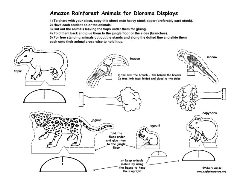 brazilian rainforest animals coloring pages - photo #49