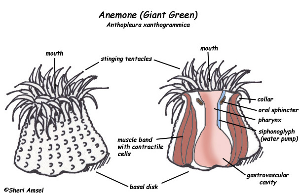 sea anemone diagram sea anemone diagram new flowers tips picture to pin sea anemone diagram sea anemone diagram new flowers tips picture to pin