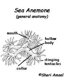 Sea Anemone Budding