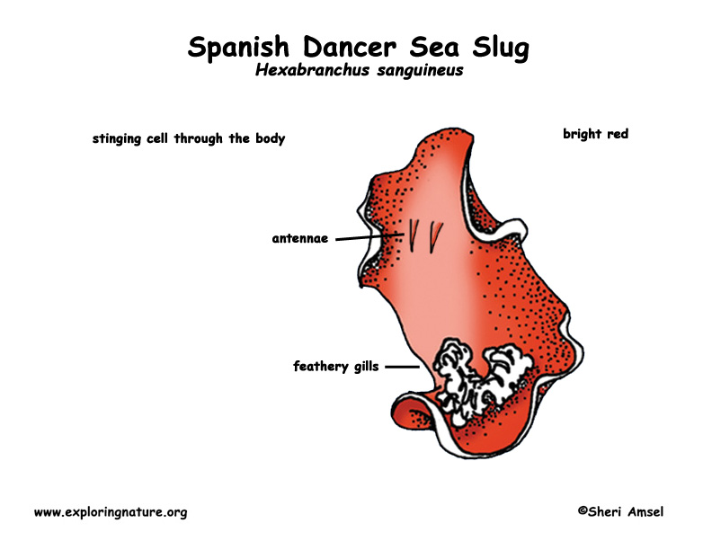 Sea Slug (Spanish Dancer)