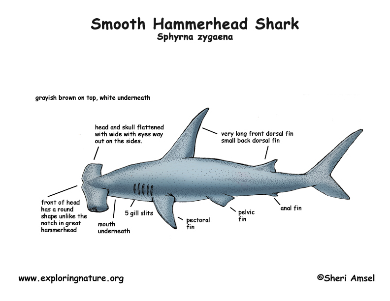 Lemon Shark Reproduction