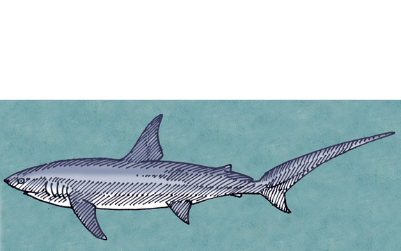 Dogfish+shark+internal+anatomy