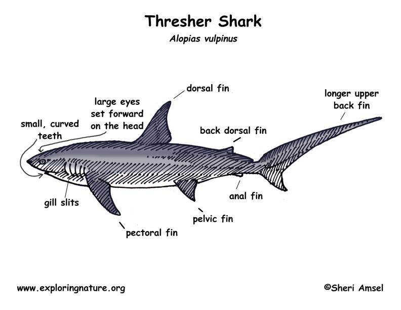 dogfish shark circulatory system. dogfish shark circulatory