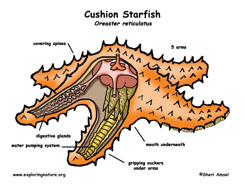 echinoderms diagram