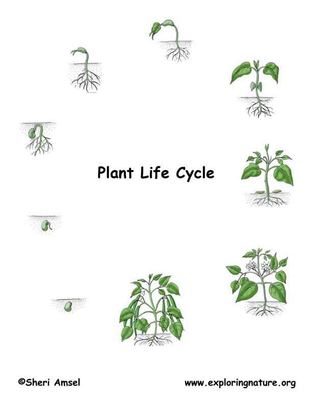 plant life cycle clipart - photo #39