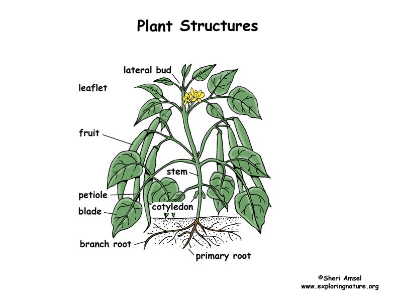 Plant Structure - The Parts of a Plant and Flower