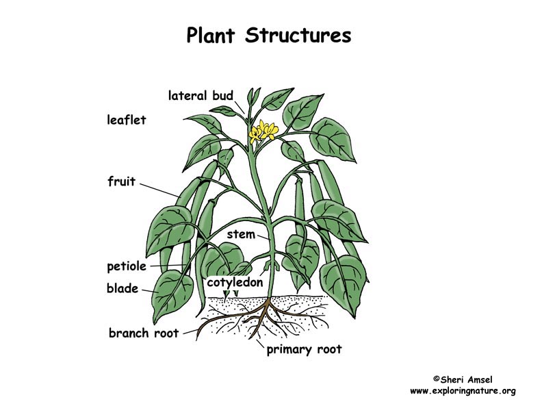 plant structure