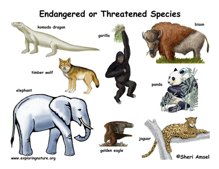 Endangered Species Poster