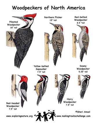 Woodpeckers!! on Pinterest | Argentina, North America and ...