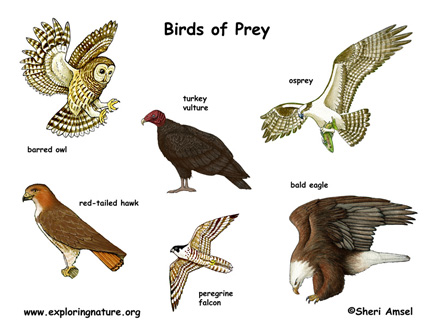 bird of prey poster exploring nature educational resource birds of prey 432x334