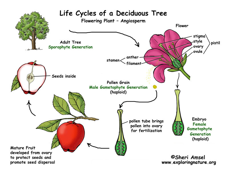 the life cycle of a flowering plant