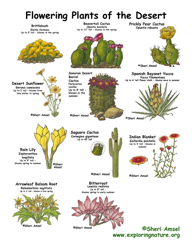 Desert Plants Names List