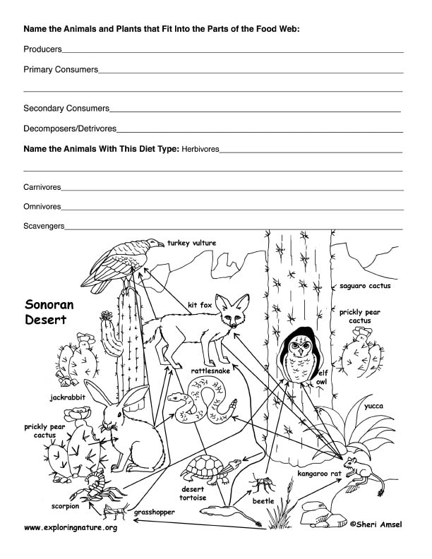 food web worksheet. quot;What are some decomposers in
