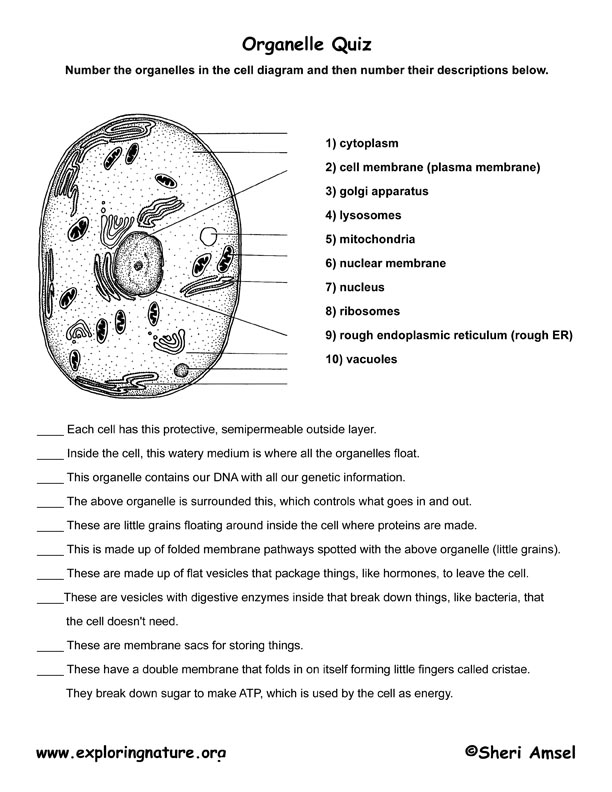 Cells And Their Organelles Worksheet