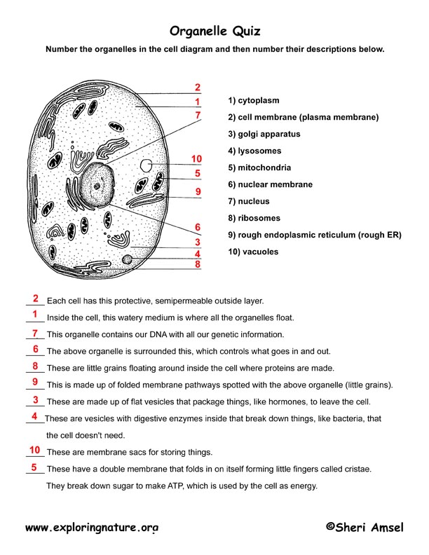 cell-organelle-matching-cell-organelles-cells-worksheet-biology-worksheet